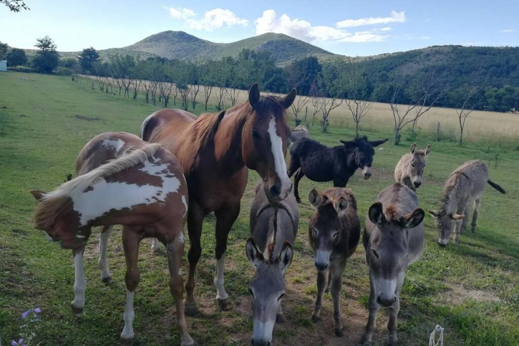 Holiday Home With Swimming Pool, Donkeys And Horses Vrlika Exteriör bild